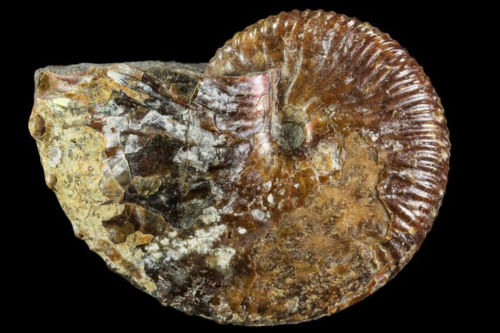 Hoploscaphites Ammonite - South Dakota #110577
